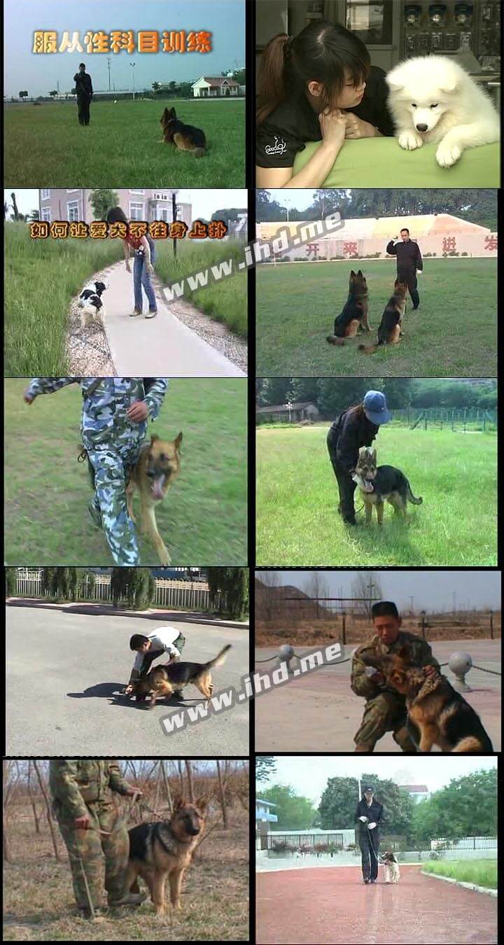 全网最全训狗视频教程 人人成为训狗高手 介绍图片